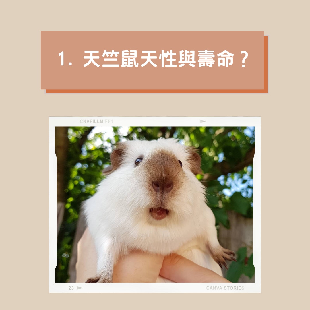 飼養天竺鼠10個必知事項（01製圖，IG@littl3_piggies）