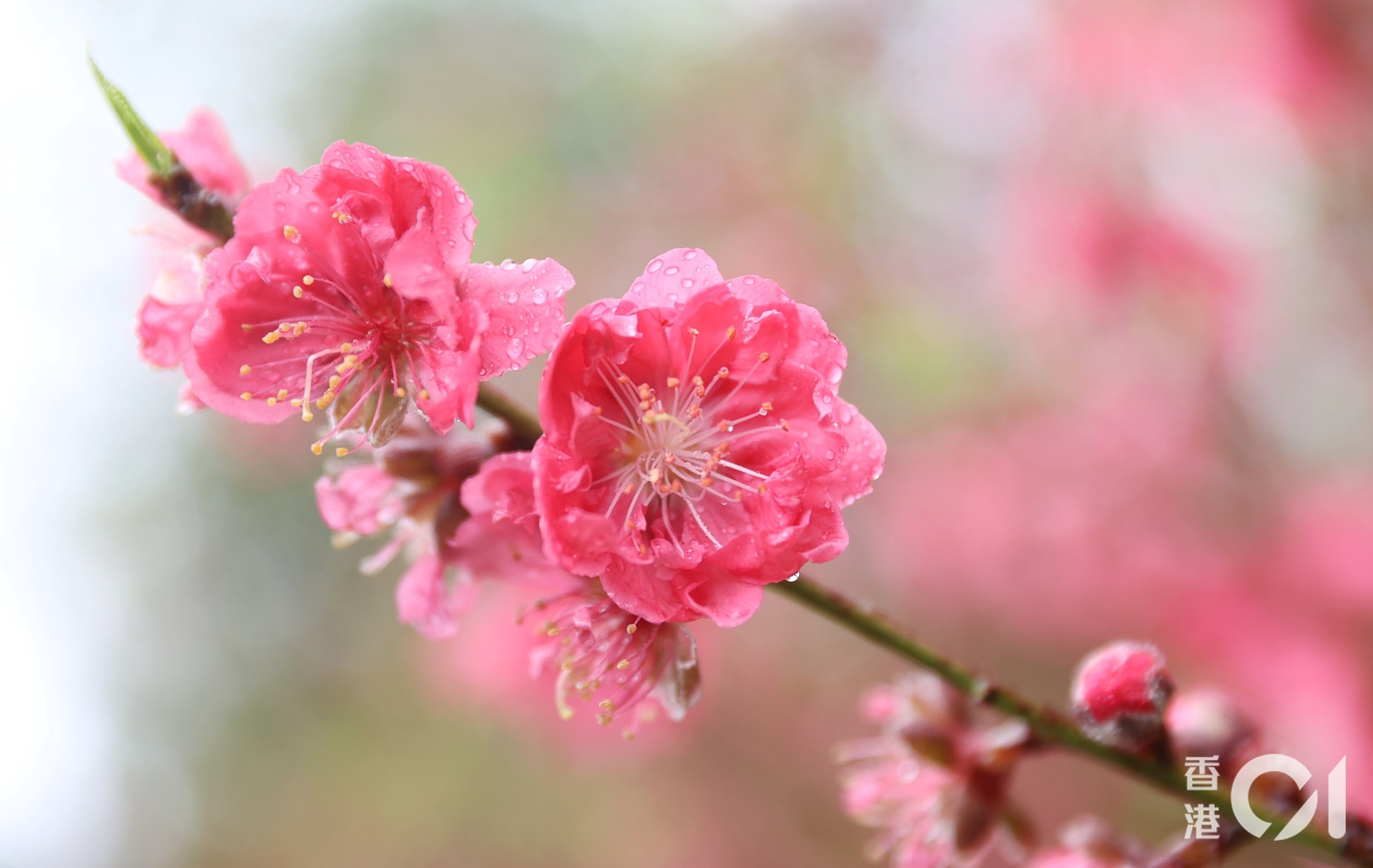 農曆年假3個賞桃花好去處慈山寺預約教學哪裏有隱世桃花王 香港01 旅遊