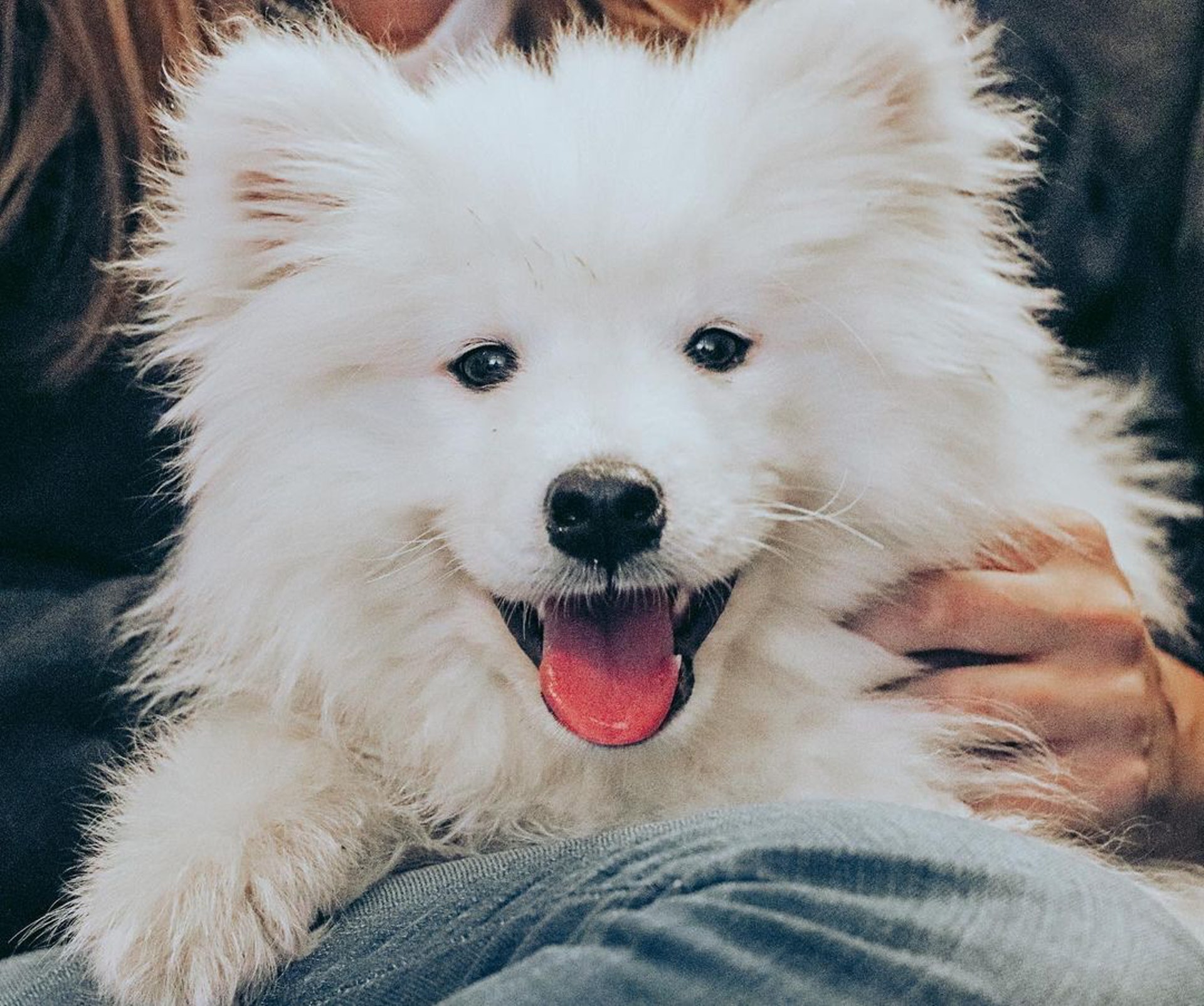 西摩犬被困雪地媽只顧拍照袖手旁觀 媽道出苦衷網民全猜錯 西摩犬被困雪地媽只顧拍照袖手旁觀 媽道出苦衷網民全猜錯