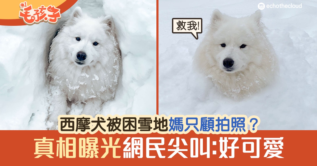 西摩犬被困雪地媽只顧拍照袖手旁觀 媽道出苦衷網民全猜錯