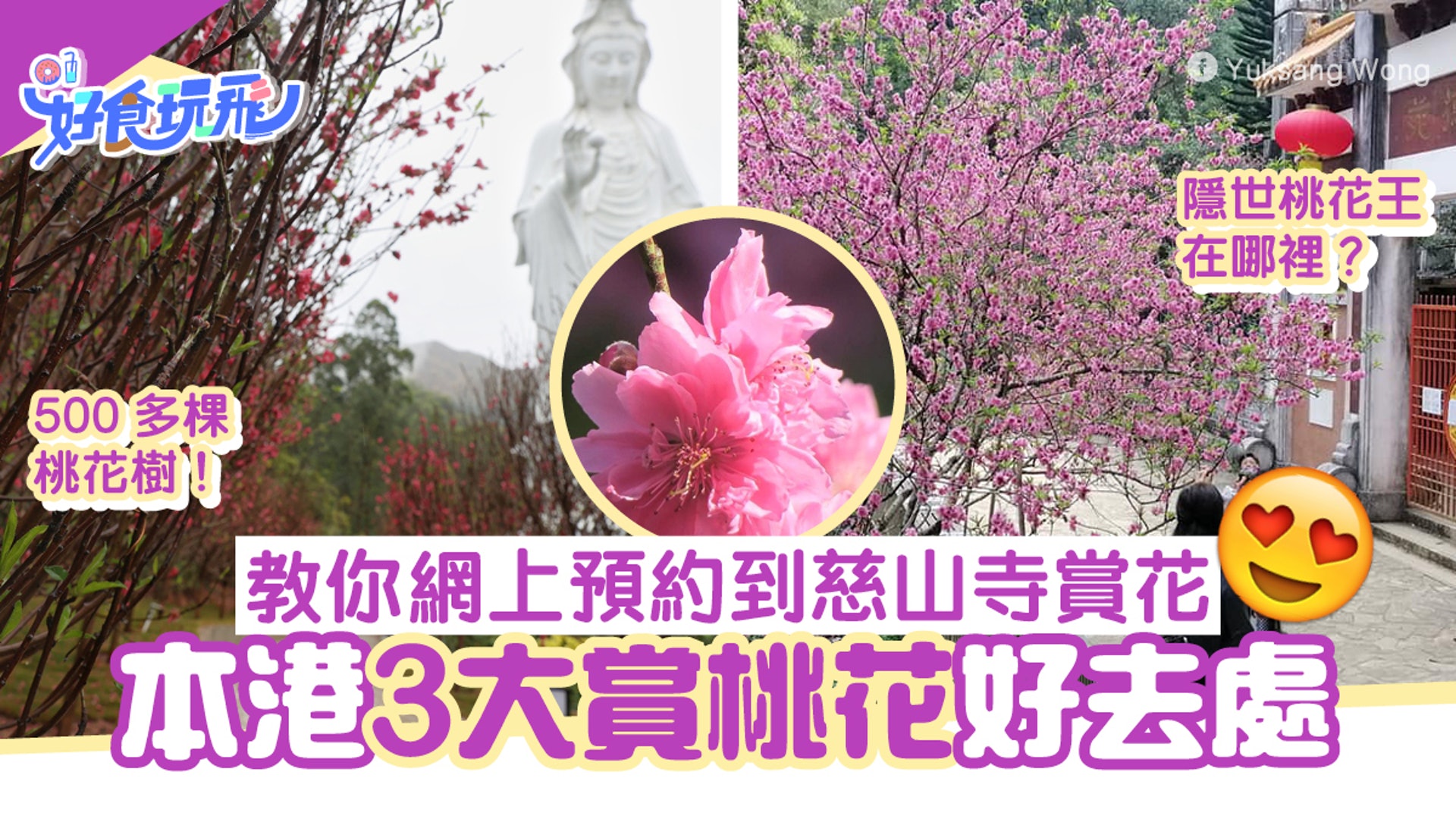農曆年假3個賞桃花好去處慈山寺預約教學哪裏有隱世桃花王 香港01 旅遊 農曆年假3個賞桃花好去處慈山寺預約教學哪裏有隱世桃花王 香港01 旅遊