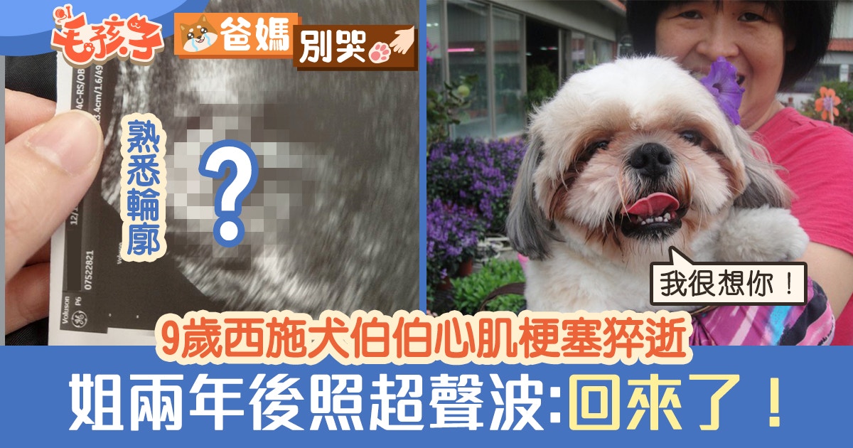 9歲西施犬伯伯心肌梗塞猝逝姐兩年後懷孕照超聲波 你回來了 香港01 寵物