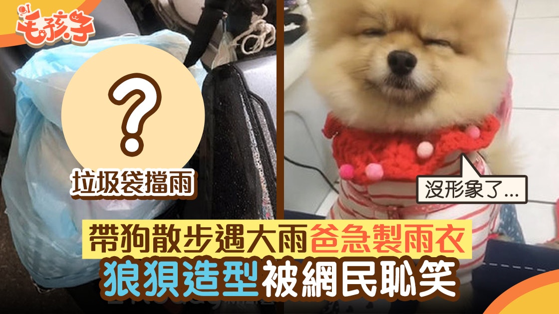 電單車行到一半落大雨飼主急借垃圾袋當雨衣狗狗造型笑翻路人 香港01 寵物 電單車行到一半落大雨飼主急借垃圾袋當雨衣狗狗造型笑翻路人 香港01 寵物