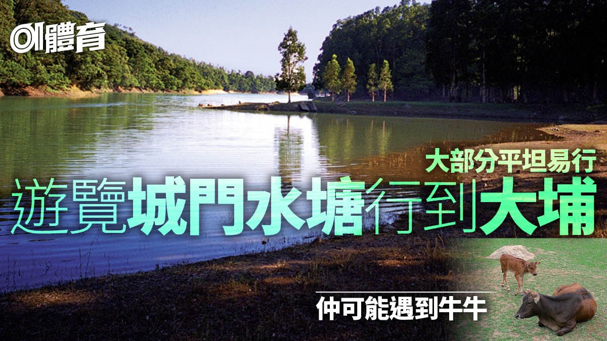 衛奕信徑七段|城門水塘主壩行到大埔元墩下 巧遇牛牛兼賞白千層 衛奕信徑七段|城門水塘主壩行到大埔元墩下 巧遇牛牛兼賞白千層