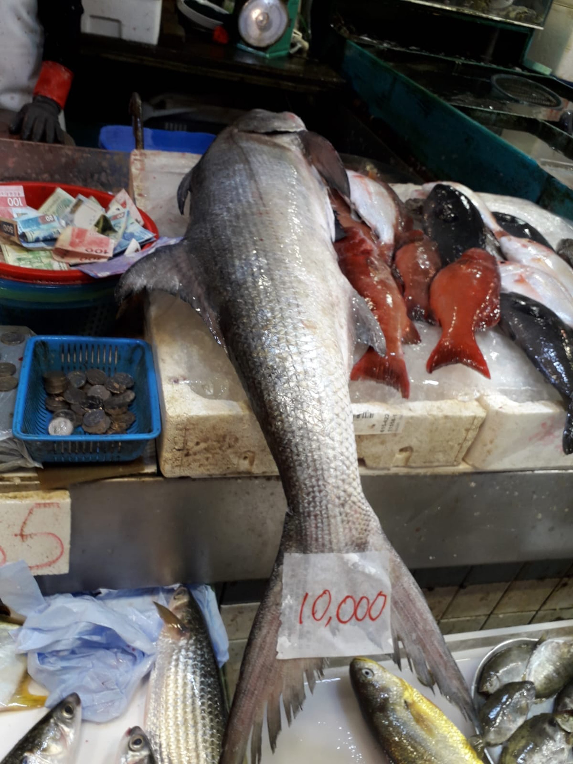 大埔街市魚檔驚現1萬元1條馬友專家拆解2個原因賣咁貴 好合理 大埔街市魚檔驚現1萬元1條馬友專家拆解2個原因賣咁貴 好合理