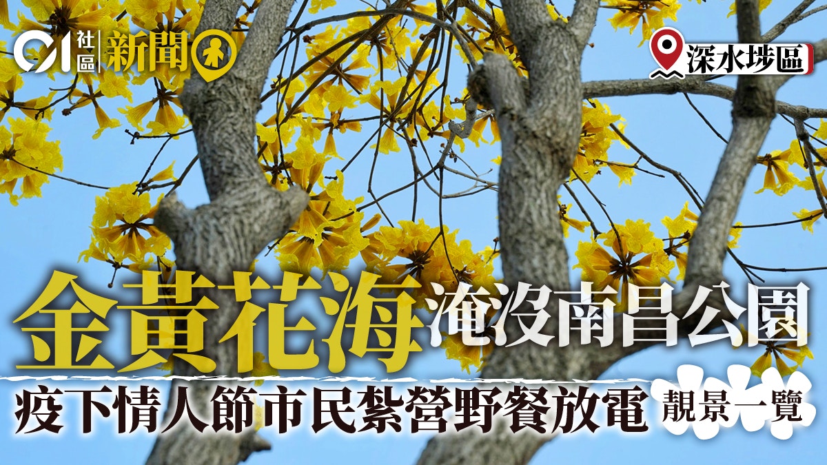 追花攻略 南昌公園黃花風鈴木完勝紫花疫下市民紮營野餐唞氣 香港01 18區新聞