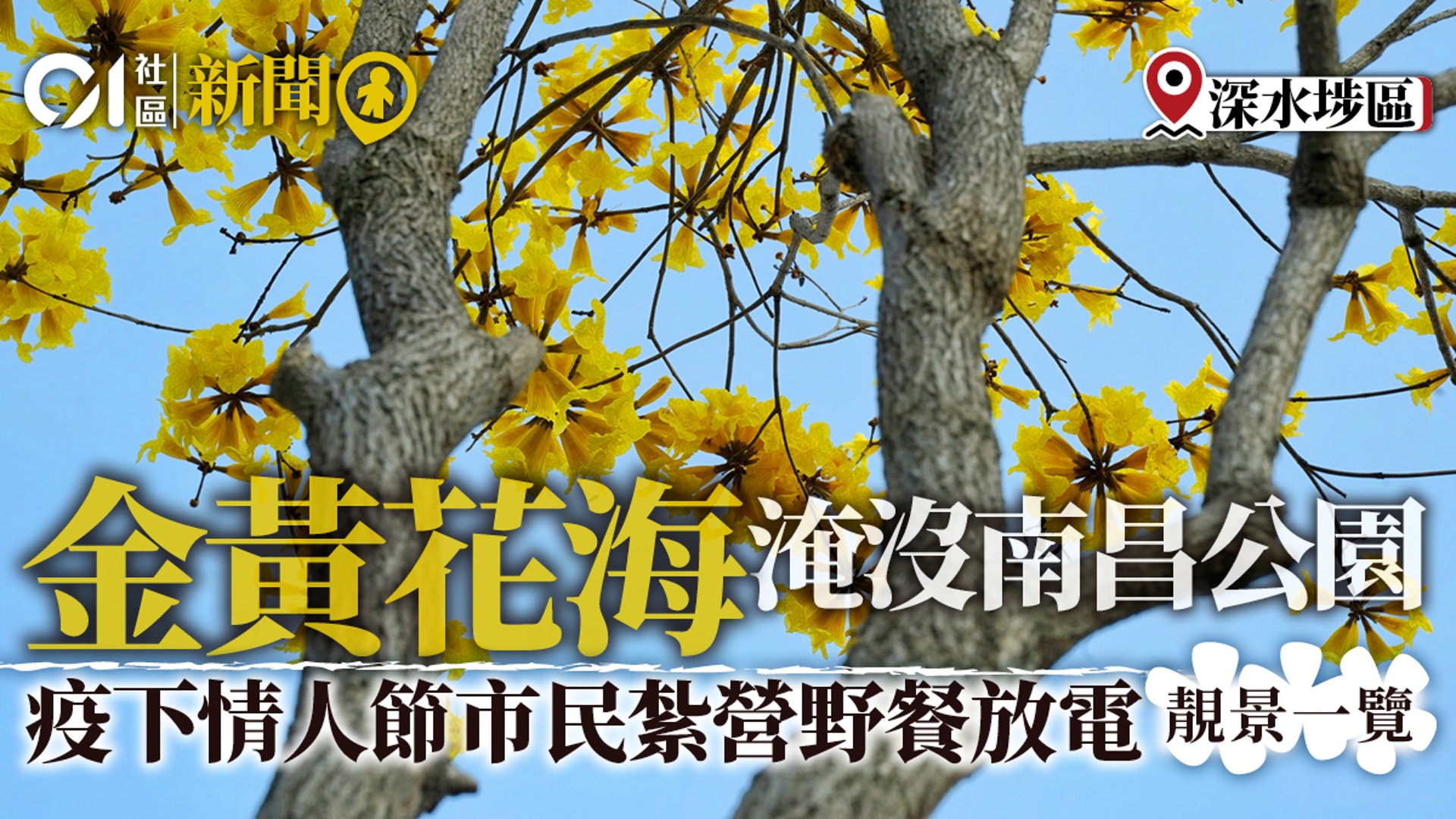 追花攻略 南昌公園黃花風鈴木完勝紫花疫下市民紮營野餐唞氣 香港01 18區新聞 追花攻略 南昌公園黃花風鈴木完勝紫花疫下市民紮營野餐唞氣 香港01 18區新聞