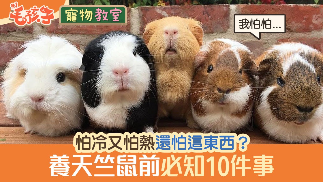 天竺鼠車車 引起熱潮飼養前必知10件事原來牠們怕冷又怕熱 香港01 寵物 天竺鼠車車 引起熱潮飼養前必知10件事原來牠們怕冷又怕熱 香港01 寵物