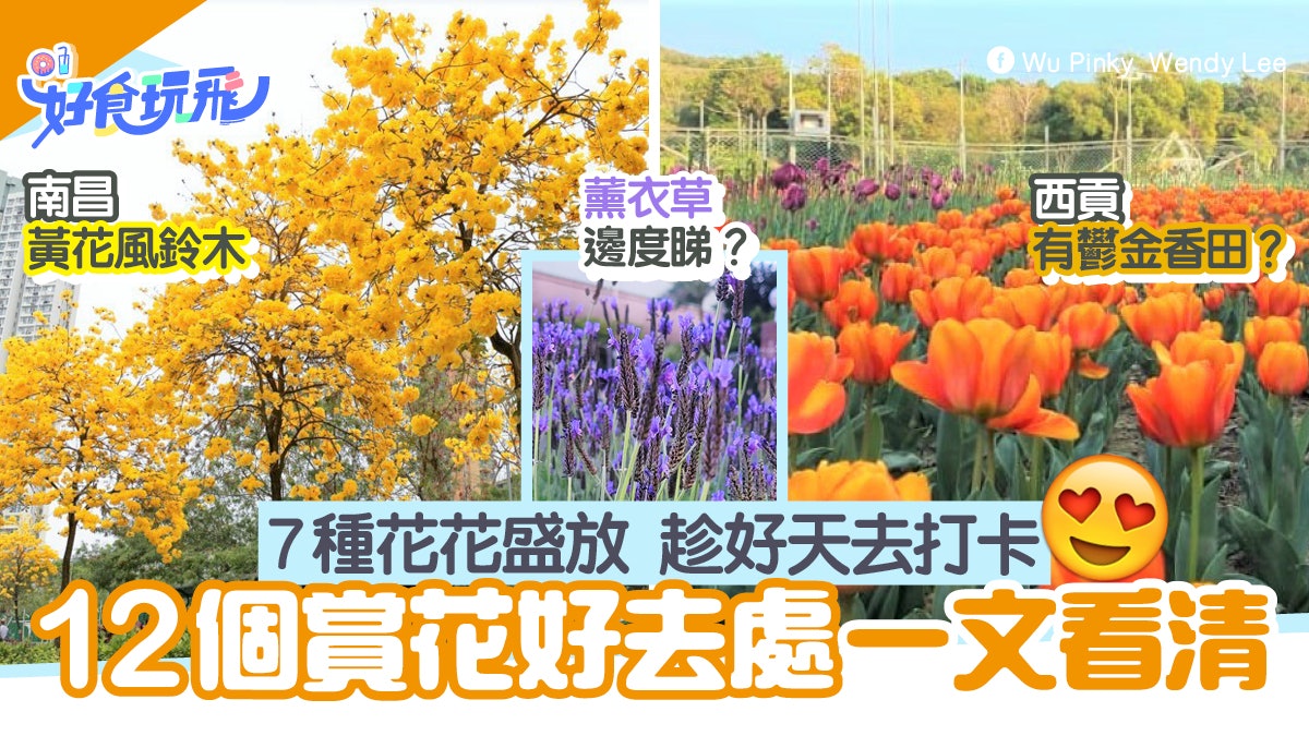 桃花 香港01 桃花 香港01