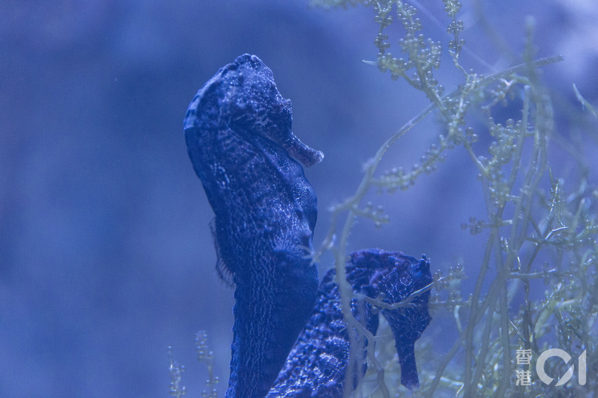 海馬是瀕危或易危野生動物,進出口受《瀕危野生動植物種國際貿易公約》規管。圖為香港海洋公園內的海馬。(資料圖片 / 江智騫攝) 海馬是瀕危或易危野生動物,進出口受《瀕危野生動植物種國際貿易公約》規管。圖為香港海洋公園內的海馬。(資料圖片 / 江智騫攝)