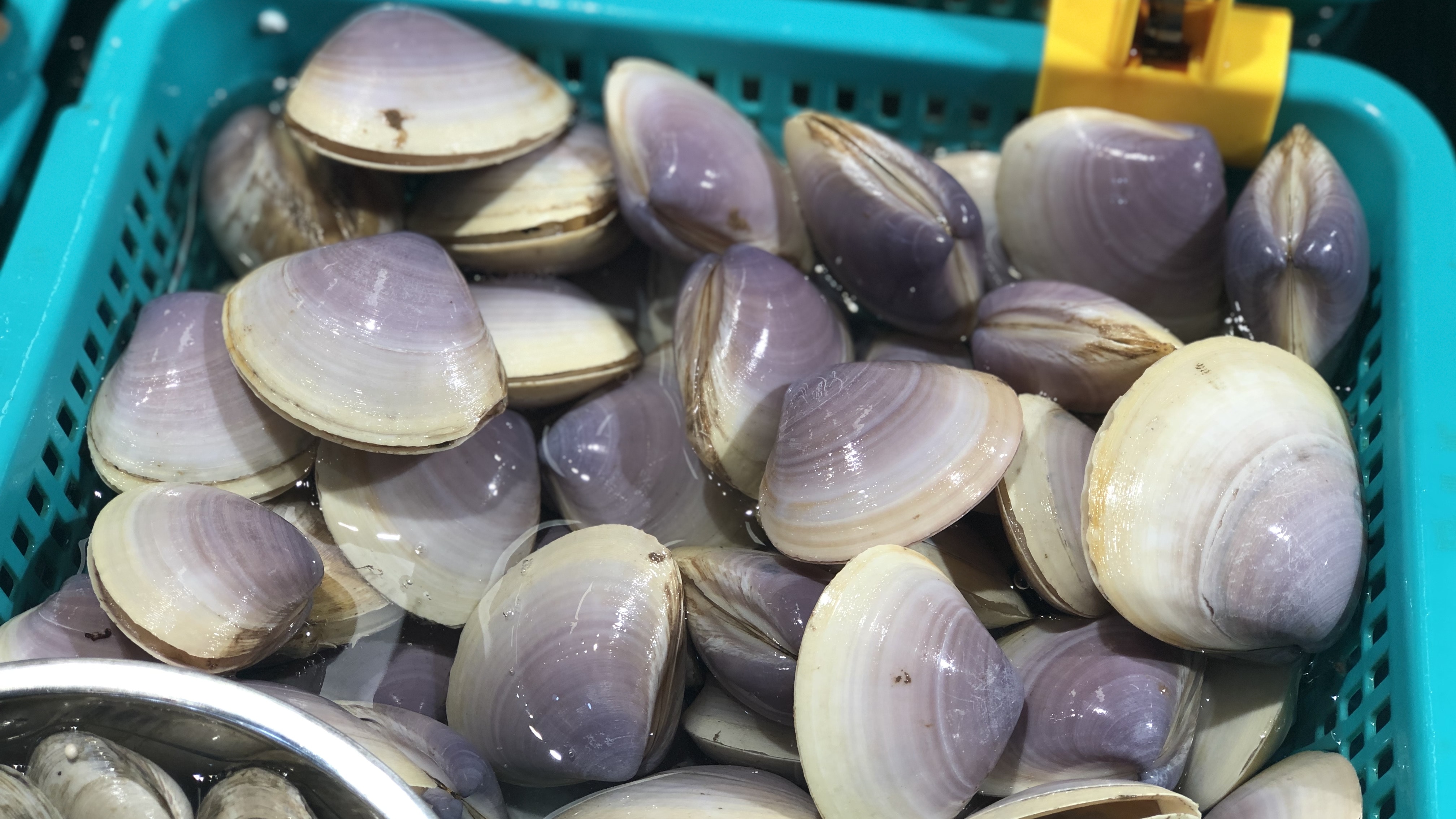 海鮮食譜 蒜蓉粉絲蒸貴妃蚌鮮甜爽彈只需1個簡單步驟免吐沙