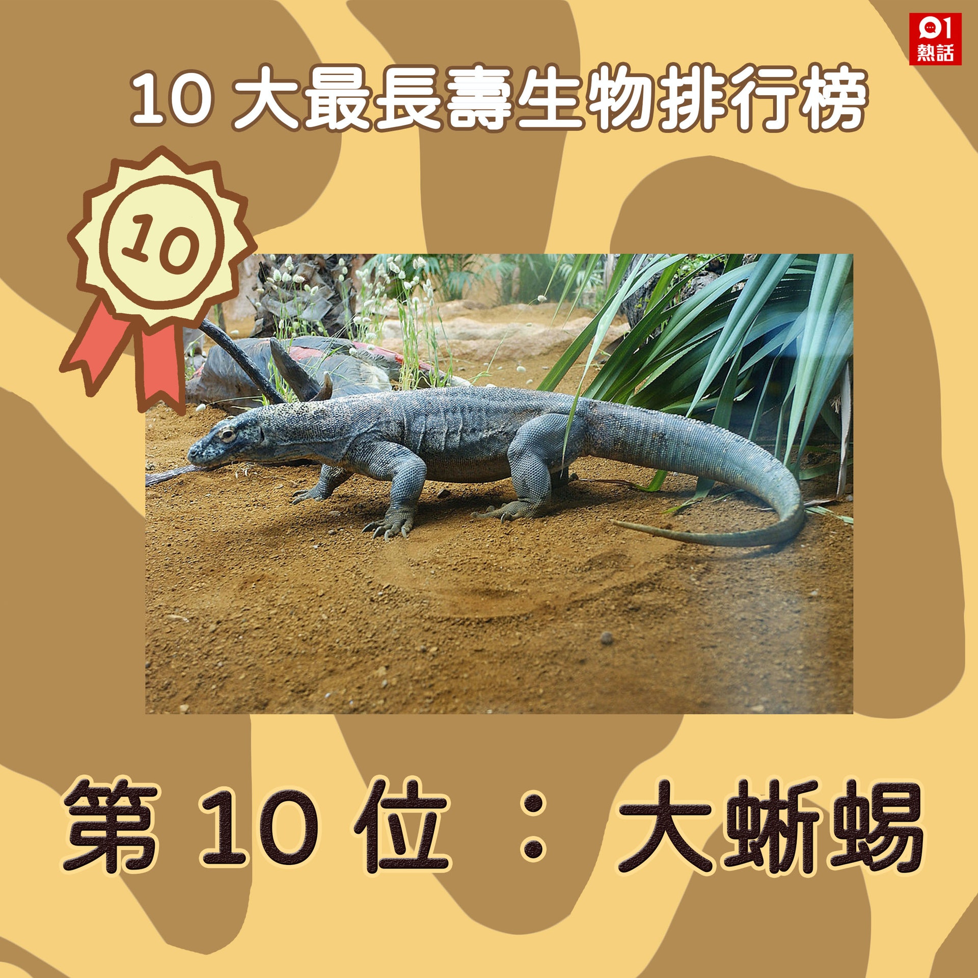 大蜥蜴的壽命可在100至200年間,是地球上存活時間最長的脊椎動物,現時存活的兩個大蜥蜴物種可算是活化石。(GettyImages) 大蜥蜴的壽命可在100至200年間,是地球上存活時間最長的脊椎動物,現時存活的兩個大蜥蜴物種可算是活化石。(GettyImages)