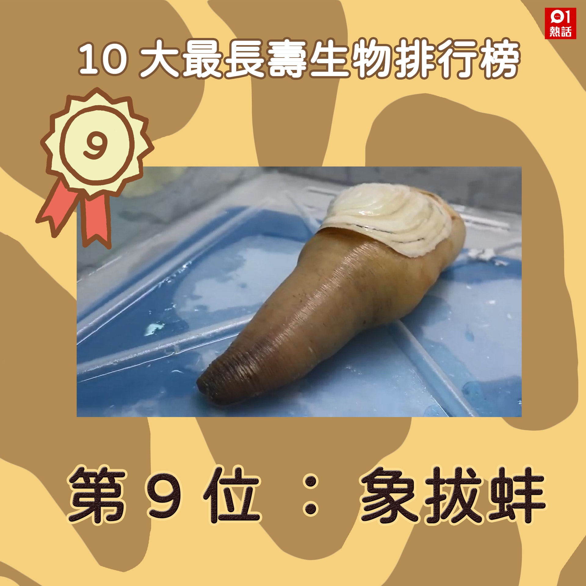 象拔蚌以長長「脖子」聞名,這個虹吸管構造能生長到1米多,不能縮入殼內,主要棲息在海底深穴中,壽命可達160年左右。(YouTube頻道「Aden小吃」影片截圖) 象拔蚌以長長「脖子」聞名,這個虹吸管構造能生長到1米多,不能縮入殼內,主要棲息在海底深穴中,壽命可達160年左右。(YouTube頻道「Aden小吃」影片截圖)