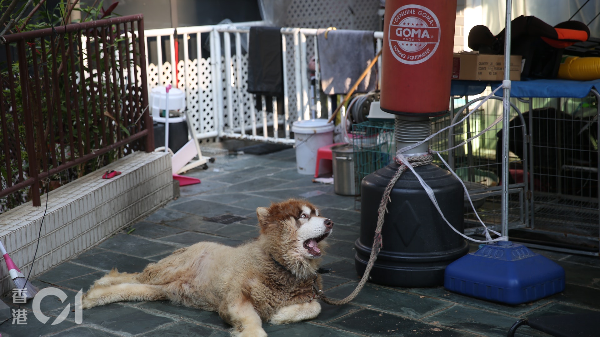 西貢村屋雪橇犬疑缺乏照顧水兜變綠傳異味鄰居報警求助 香港01 突發 西貢村屋雪橇犬疑缺乏照顧水兜變綠傳異味鄰居報警求助 香港01 突發