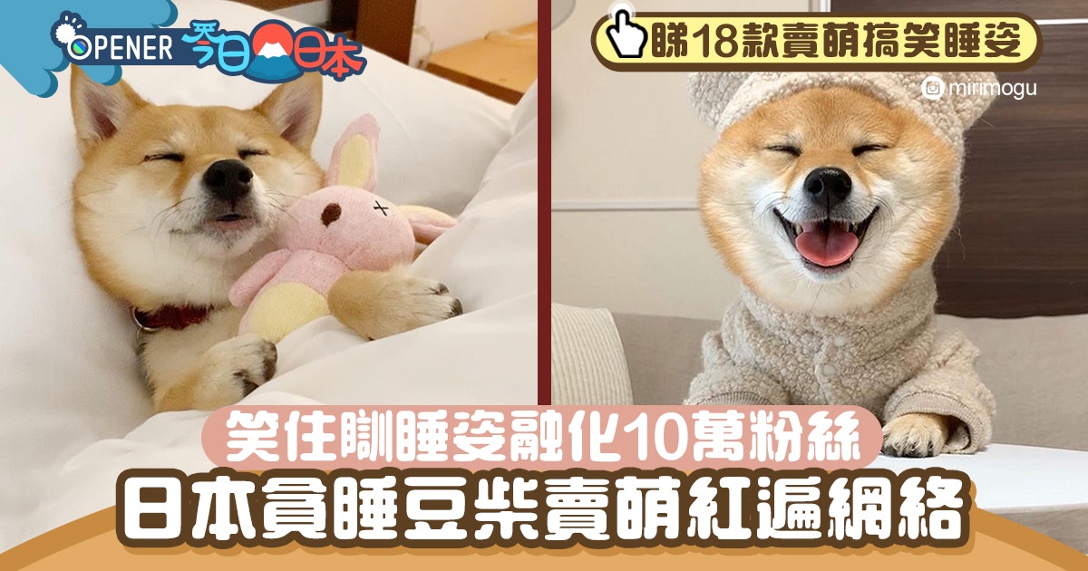日本貪睡小豆柴紅遍網絡可愛到爆 笑住瞓賣萌睡姿融化10萬網友