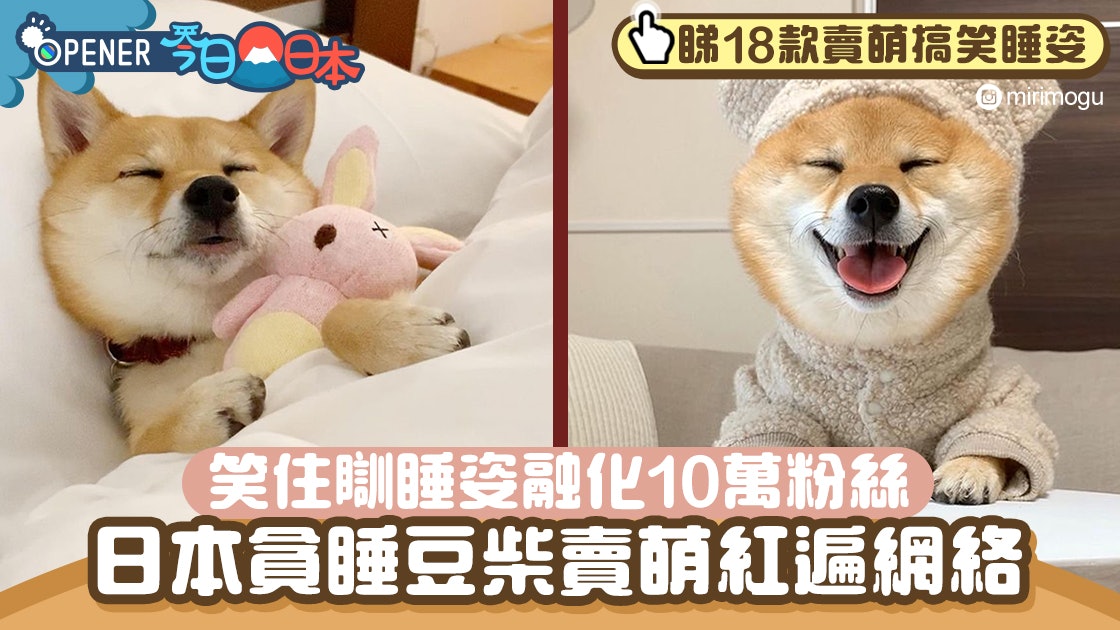 日本貪睡小豆柴紅遍網絡可愛到爆 笑住瞓賣萌睡姿融化10萬網友 日本貪睡小豆柴紅遍網絡可愛到爆 笑住瞓賣萌睡姿融化10萬網友