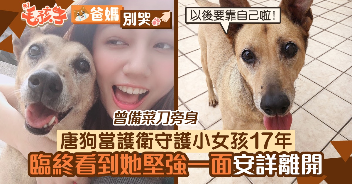 唐狗婆婆當護衛守護小女孩17年　臨終前看到她堅強一面才安詳離開
