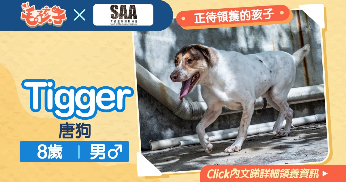 【領養貓狗消息】《保護遺棄動物協會》2月26日：唐狗Tigger