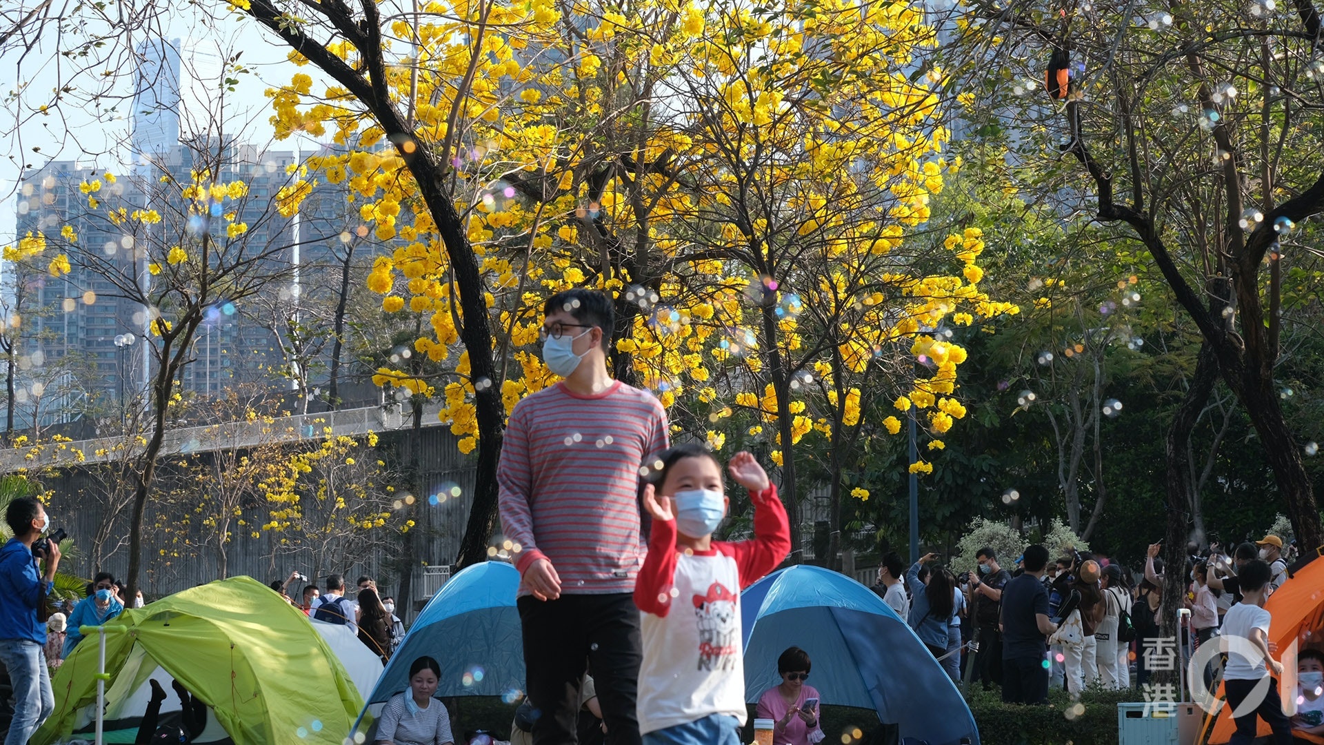 【1.1】南昌公園:南昌公園黃花風鈴木盛開早已令公園人山人海。(資料圖片) 【1.1】南昌公園:南昌公園黃花風鈴木盛開早已令公園人山人海。(資料圖片)