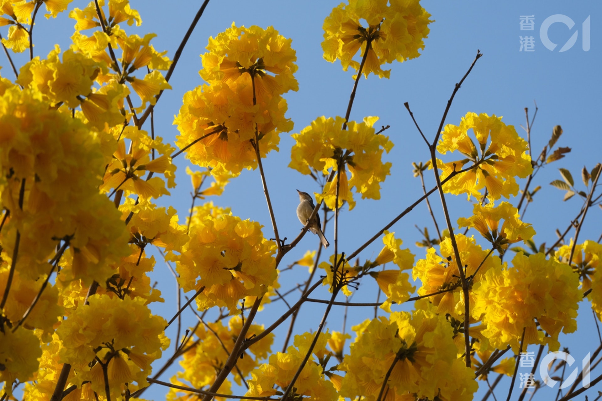 【1.2】南昌公園:今年的黃花風鈴木開得茂盛,連小鳥都忍不住加入賞花行列。(資料圖片) 【1.2】南昌公園:今年的黃花風鈴木開得茂盛,連小鳥都忍不住加入賞花行列。(資料圖片)
