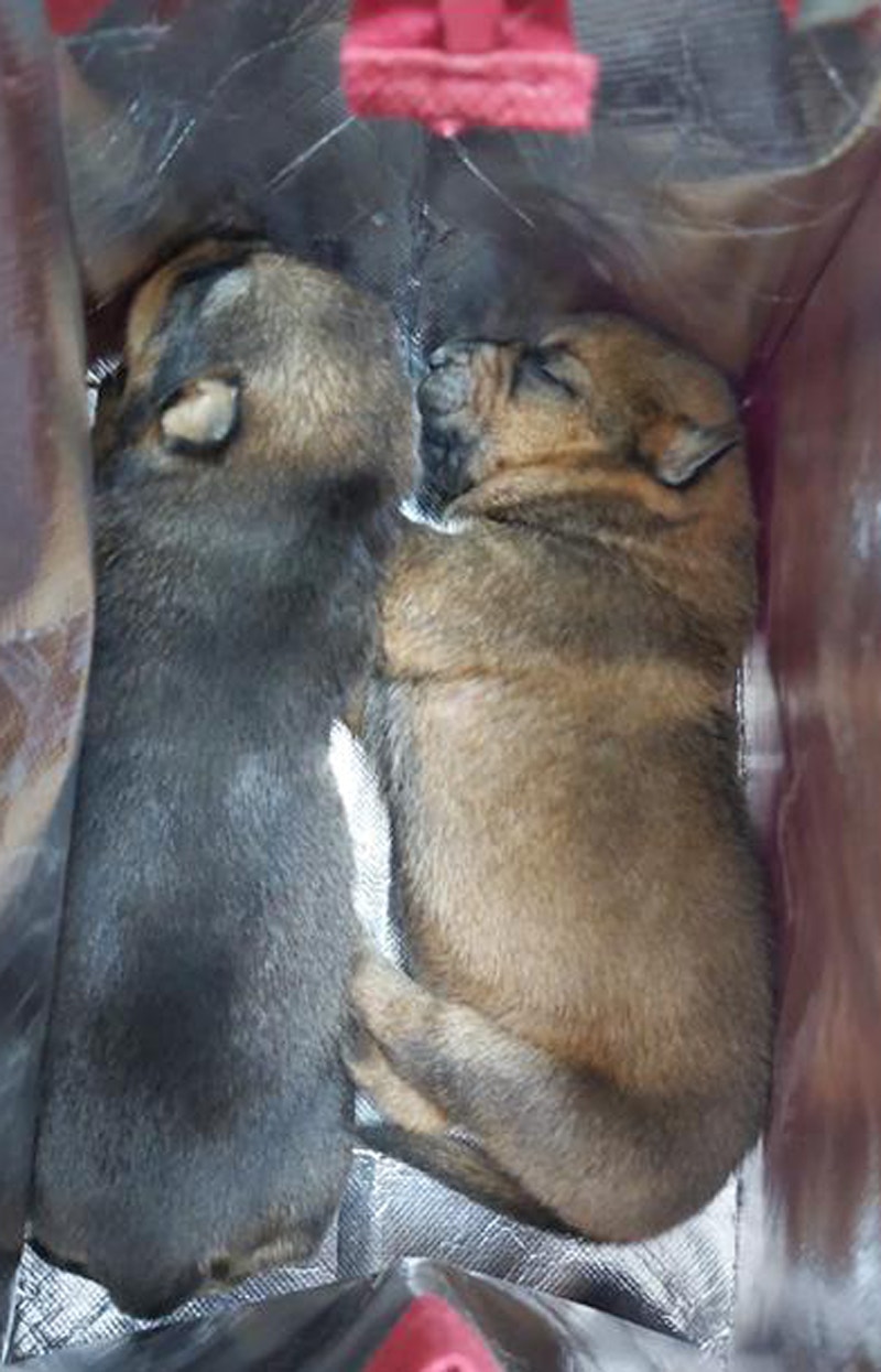 未開眼狗b遭遺棄藏保溫袋放垃圾站暴曬全身蝨網民鬧爆棄養者 香港01 熱爆話題