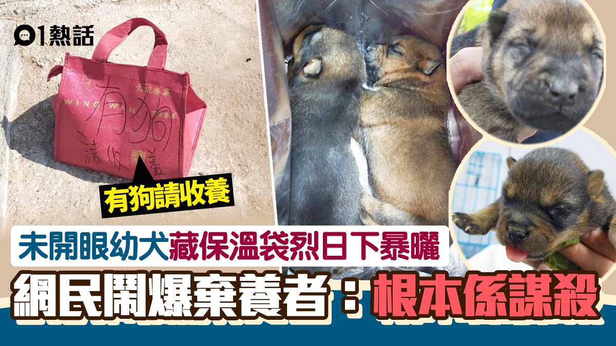 未開眼狗b遭遺棄藏保溫袋放垃圾站暴曬全身蝨網民鬧爆棄養者 香港01 熱爆話題