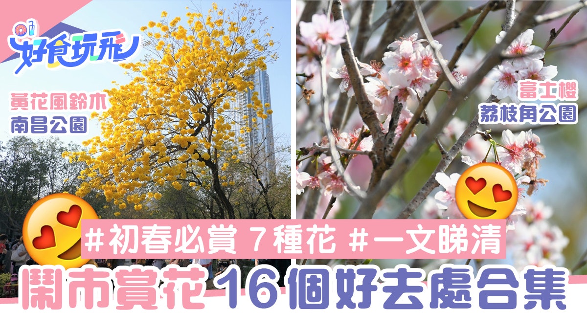 黃花風鈴木 杜鵑花 櫻花7種花卉盛放16個鬧市賞花好去處合集 香港01 旅遊 黃花風鈴木 杜鵑花 櫻花7種花卉盛放16個鬧市賞花好去處合集 香港01 旅遊
