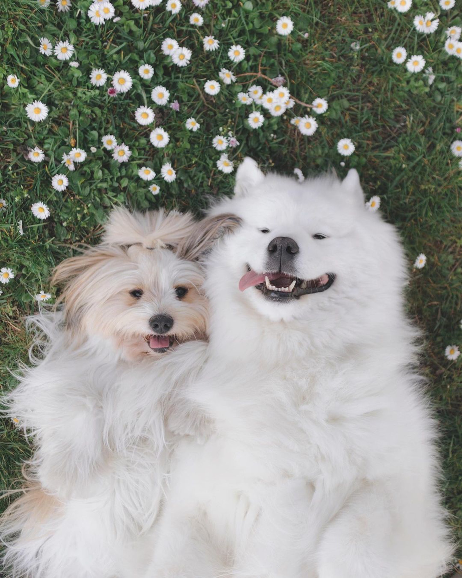 西摩犬和哈威那犬迎接媽回家看到她抱 驚喜 回來即變臉怒瞪 西摩犬和哈威那犬迎接媽回家看到她抱 驚喜 回來即變臉怒瞪