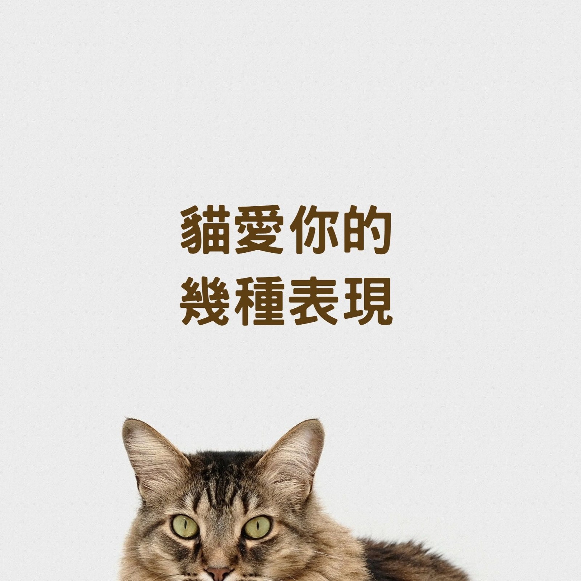貓愛你的11種表現(01製圖,charliedeets/Unsplash) 貓愛你的11種表現(01製圖,charliedeets/Unsplash)