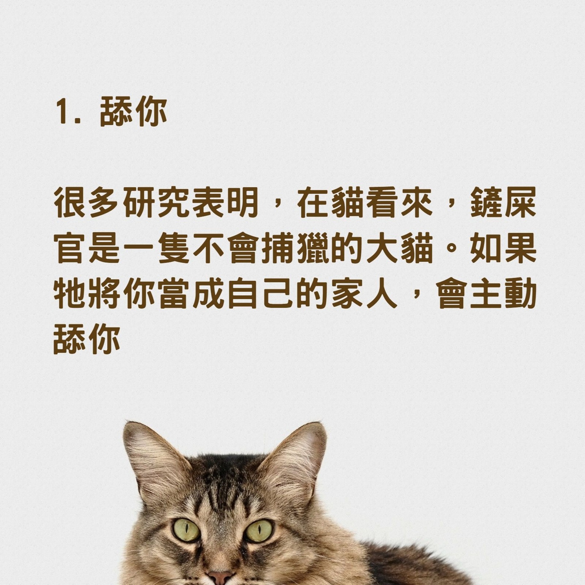 貓愛你的11種表現(01製圖,charliedeets/Unsplash) 貓愛你的11種表現(01製圖,charliedeets/Unsplash)