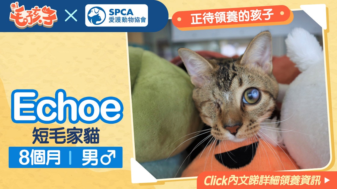 領養貓狗消息 愛護動物協會 3月1日 短毛家貓echoe 香港01 寵物 領養貓狗消息 愛護動物協會 3月1日 短毛家貓echoe 香港01 寵物