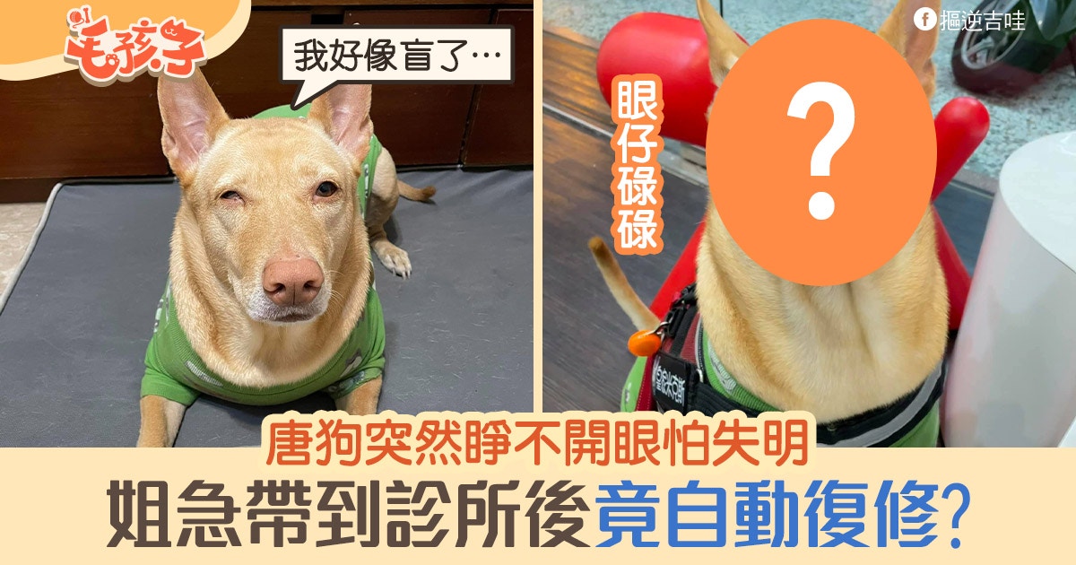 唐狗突然睜不開眼睛姐心急找獸醫求診進門前眼睛突然起大變化 香港01 寵物 唐狗突然睜不開眼睛姐心急找獸醫求診進門前眼睛突然起大變化 香港01 寵物
