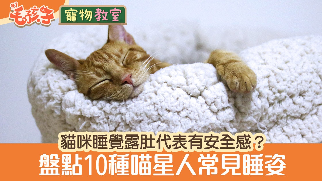 貓咪睡姿反映心理?盤點10種常見姿勢:睡覺露肚代表有安全感 貓咪睡姿反映心理?盤點10種常見姿勢:睡覺露肚代表有安全感
