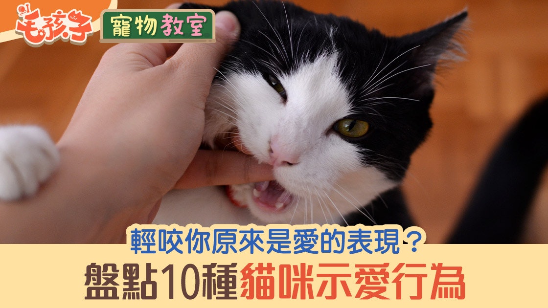 貓行為|貓咪輕咬你代表愛你?黏你是把你當家人?11種貓示愛行為 貓行為|貓咪輕咬你代表愛你?黏你是把你當家人?11種貓示愛行為