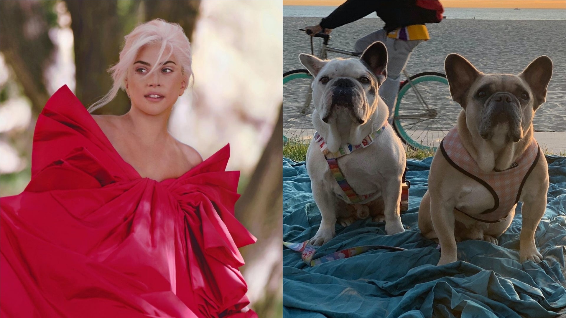 Lady Gaga兩失蹤愛犬已尋回警方仍在調查襲擊者 Lady Gaga兩失蹤愛犬已尋回警方仍在調查襲擊者