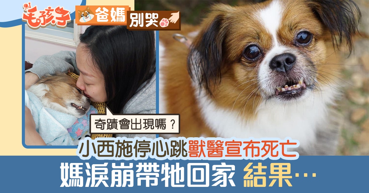 西施狗心跳停止獸醫宣布死亡媽淚崩帶牠回家能否扭轉結局 香港01 寵物 西施狗心跳停止獸醫宣布死亡媽淚崩帶牠回家能否扭轉結局 香港01 寵物