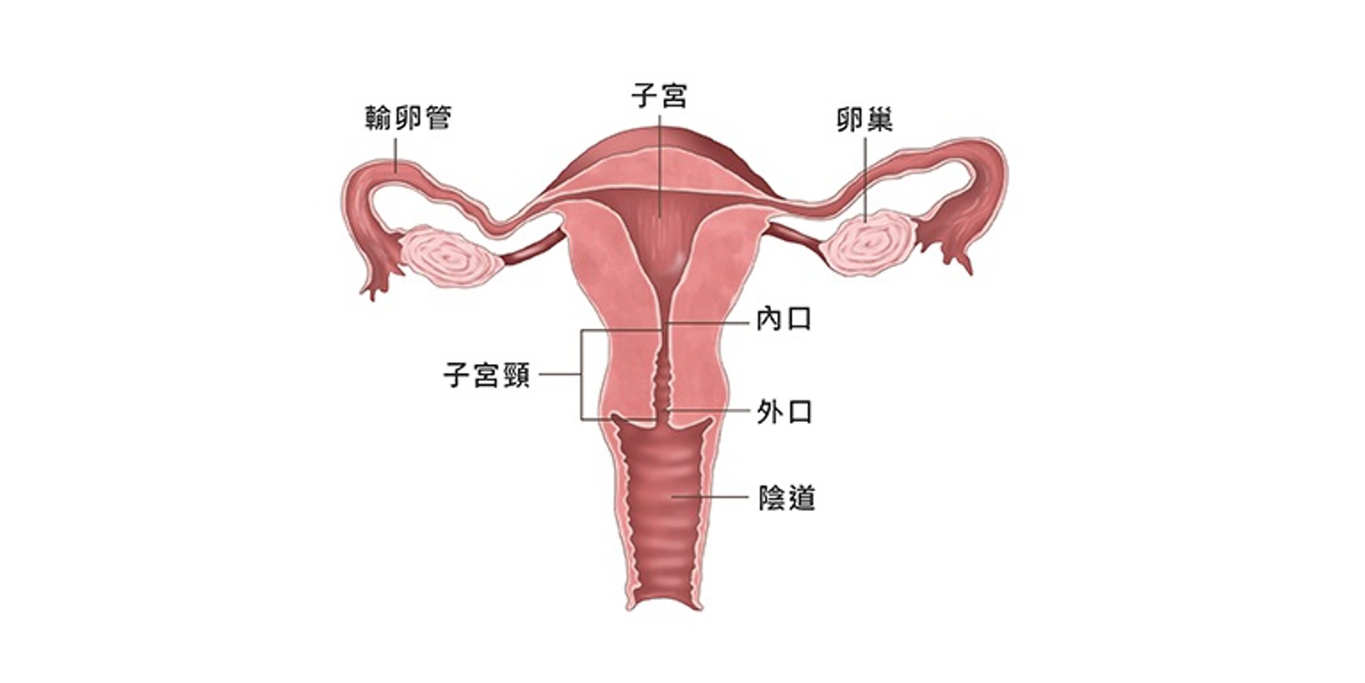 (圖片:ca2-health) (圖片:ca2-health)