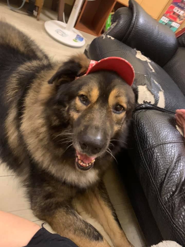 狗捐血 格力犬擁有極罕有血型6年捐1萬ml 萬能血 救活80 狗