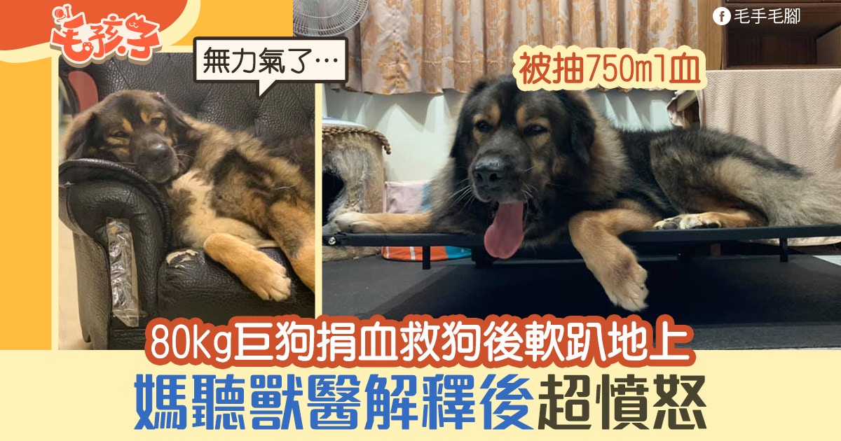 狗捐血 格力犬擁有極罕有血型6年捐1萬ml 萬能血 救活80 狗