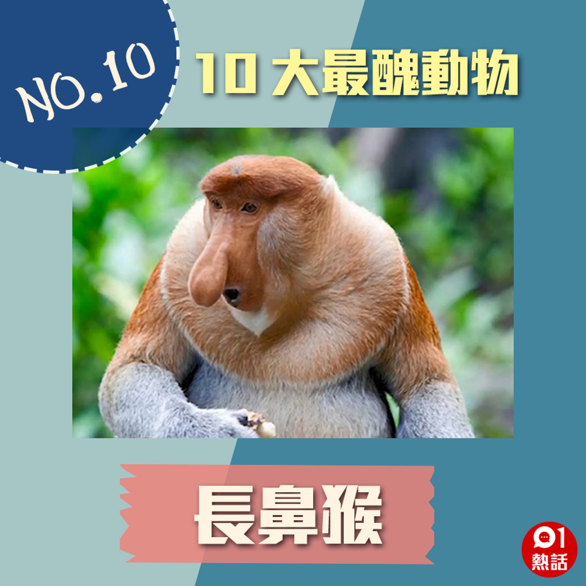10大最醜動物排行榜第1位醜到喊又好治癒 世界之最 10大最醜動物排行榜第1位醜到喊又好治癒 世界之最