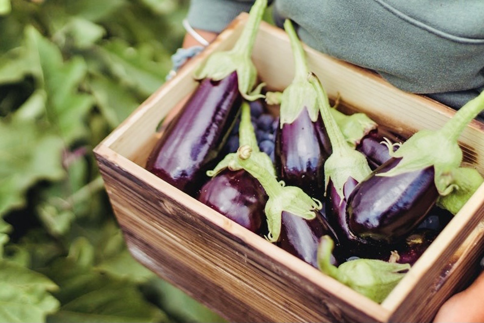 揀茄子貼士 粗壯一定好 揀新鮮肉嫩4貼士少渣要看 茄眼 大小 揀茄子貼士 粗壯一定好 揀新鮮肉嫩4貼士少渣要看 茄眼 大小