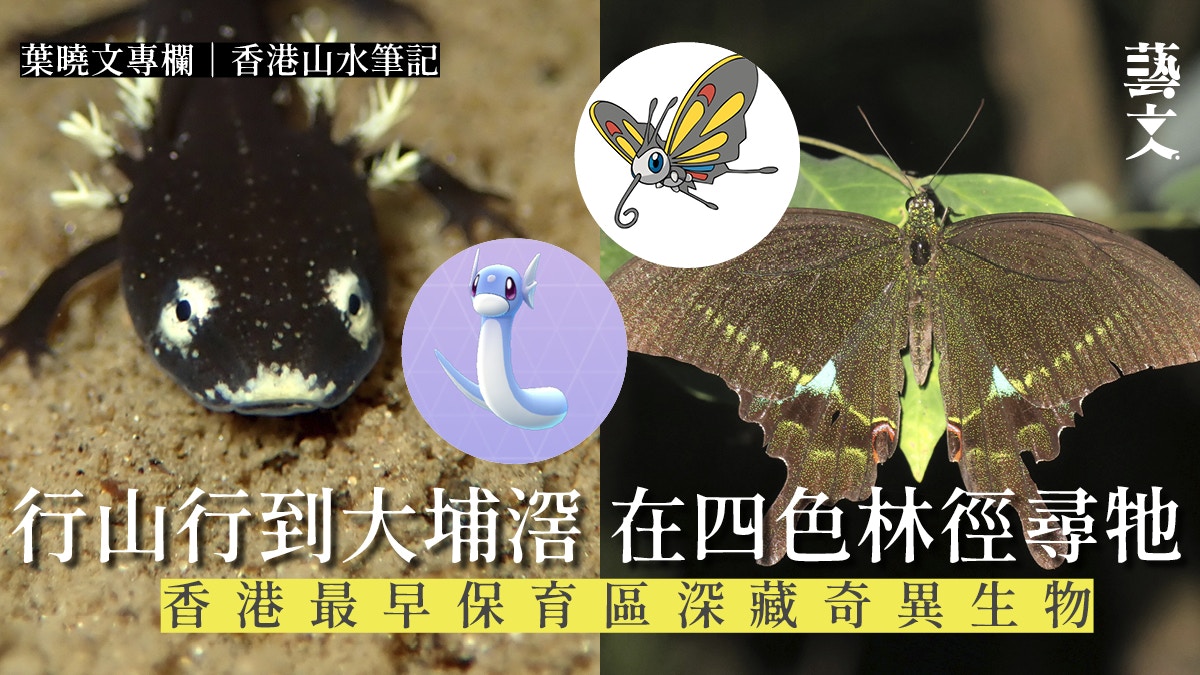 叶晓文专栏|香港山水笔记|行山发现Pokémon神兽原型潜伏大埔滘