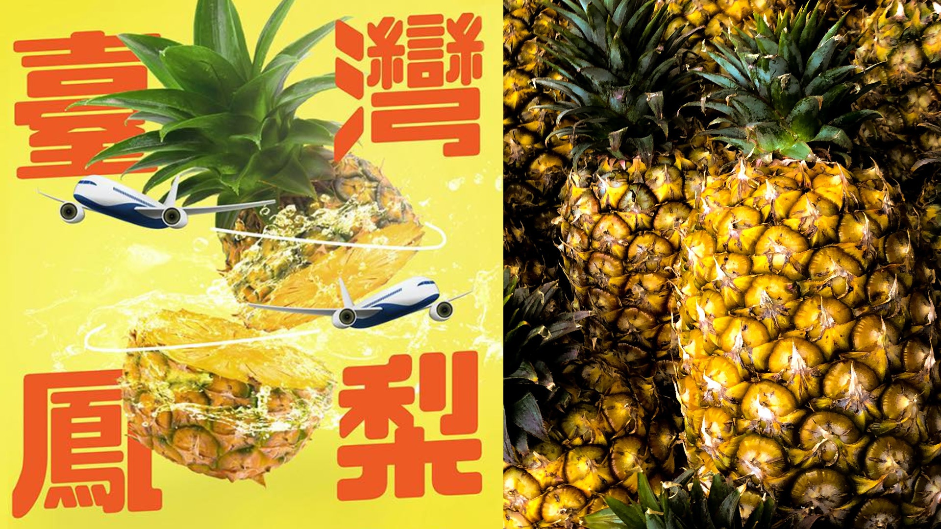 陸禁台灣菠蘿|僑委會籲台商認購卻無法出口美國 立委質疑大內宣 陸禁台灣菠蘿|僑委會籲台商認購卻無法出口美國 立委質疑大內宣