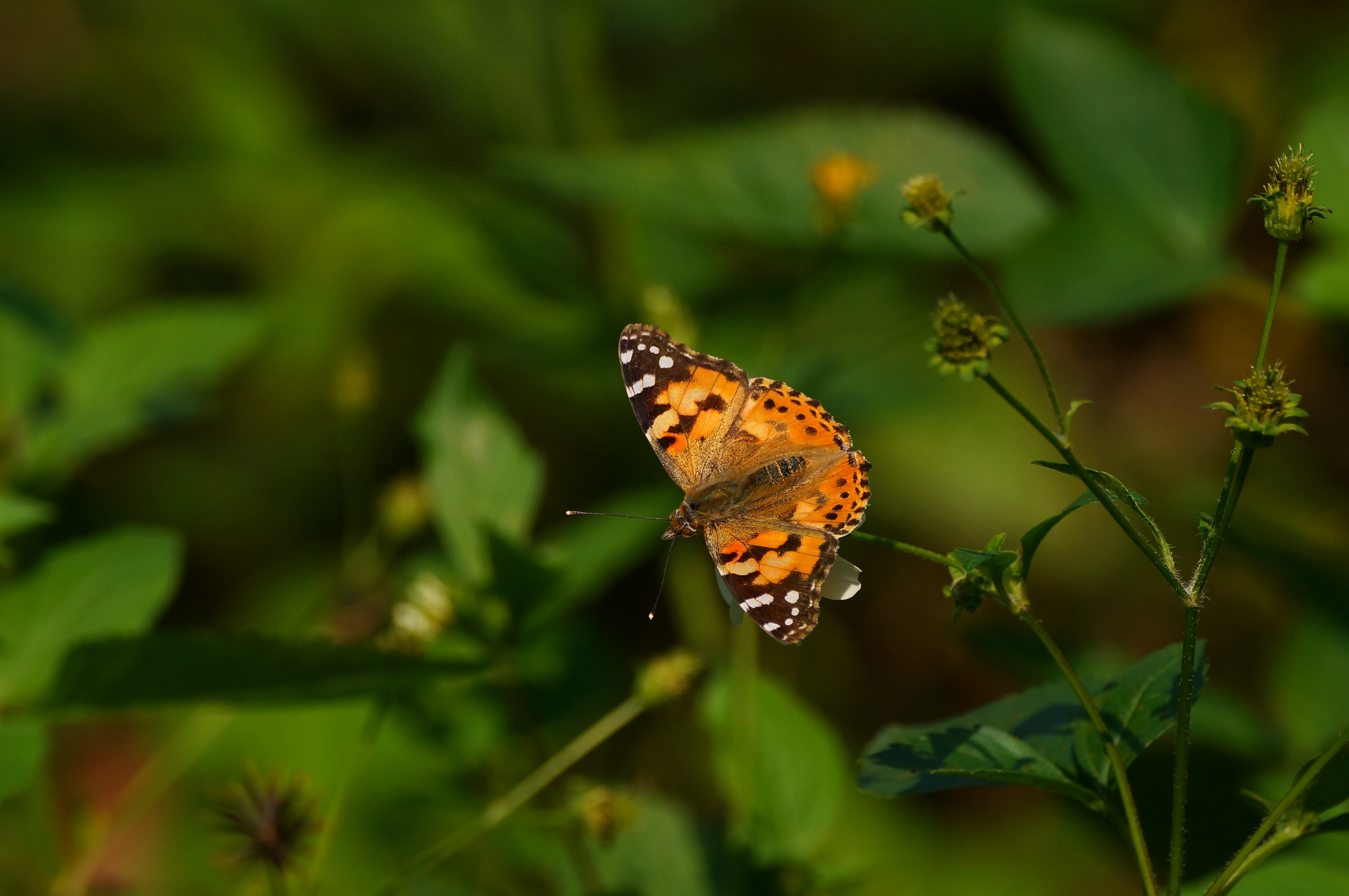 環團去年錄125種蝴蝶成16年第二高惟常見物種減憂變 新常態