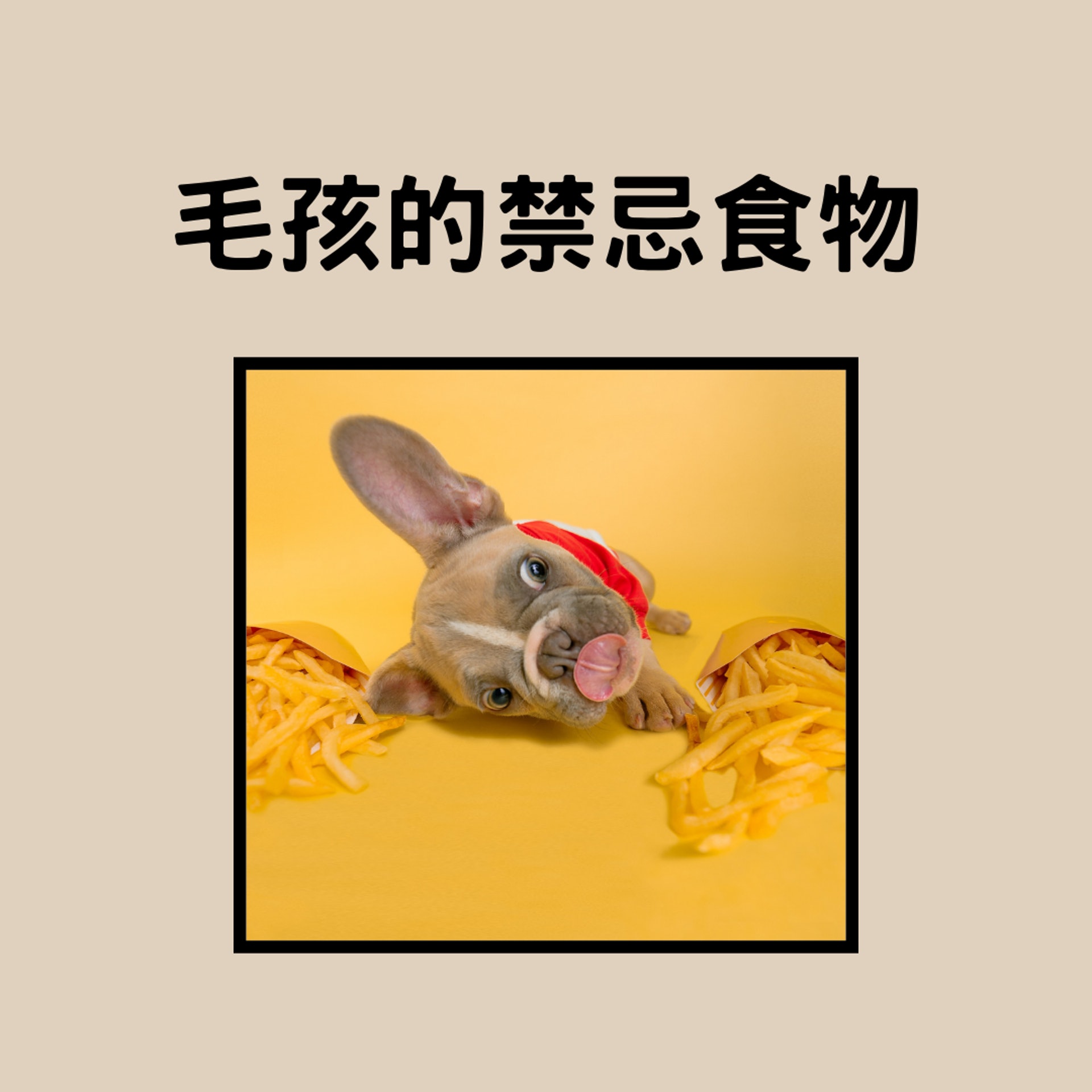 寵物的食物禁忌(01製圖,Unsplash/karsten winegeart) 寵物的食物禁忌(01製圖,Unsplash/karsten winegeart)