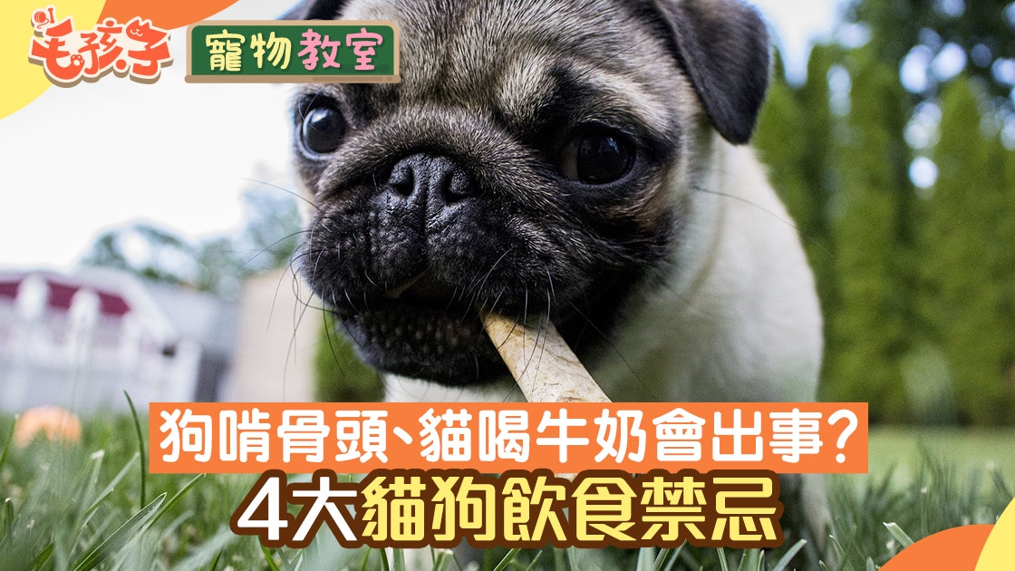 寵物飲食|狗啃骨頭、貓飲牛奶會出大事?揭開4大貓狗飲食禁忌 寵物飲食|狗啃骨頭、貓飲牛奶會出大事?揭開4大貓狗飲食禁忌