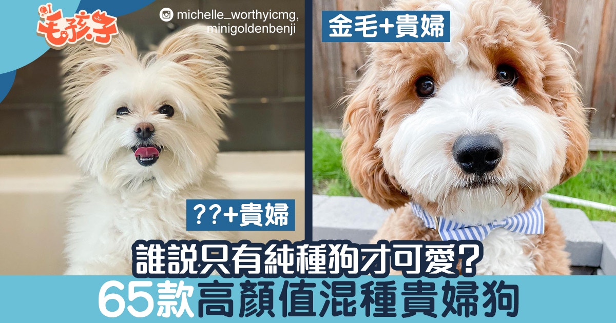 金毛尋回犬跟貴婦狗的孩子超可愛 帶你認識65款高顏值混種貴婦狗