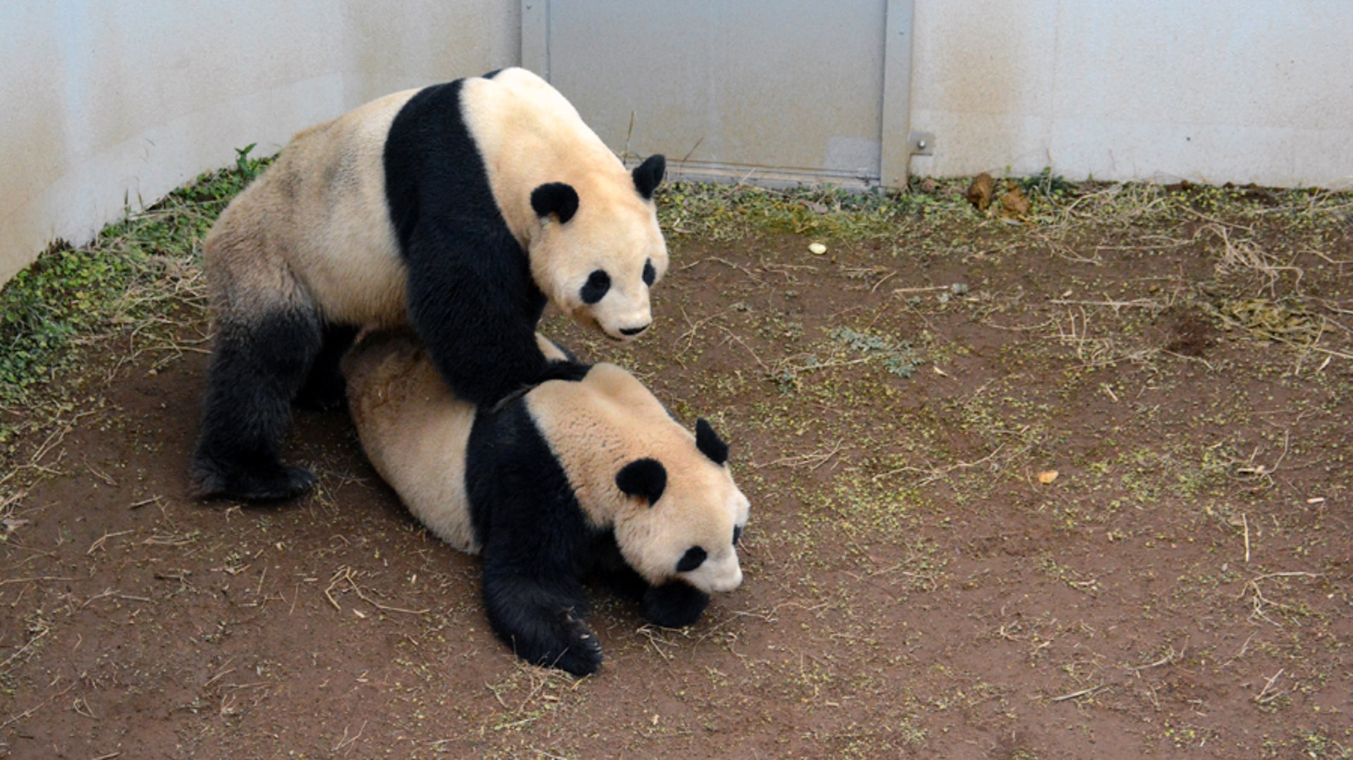 日本東京上野動物園發布片段,確認大熊熊真真及力力4年來首次成功交配。(上野動物園圖片) 日本東京上野動物園發布片段,確認大熊熊真真及力力4年來首次成功交配。(上野動物園圖片)
