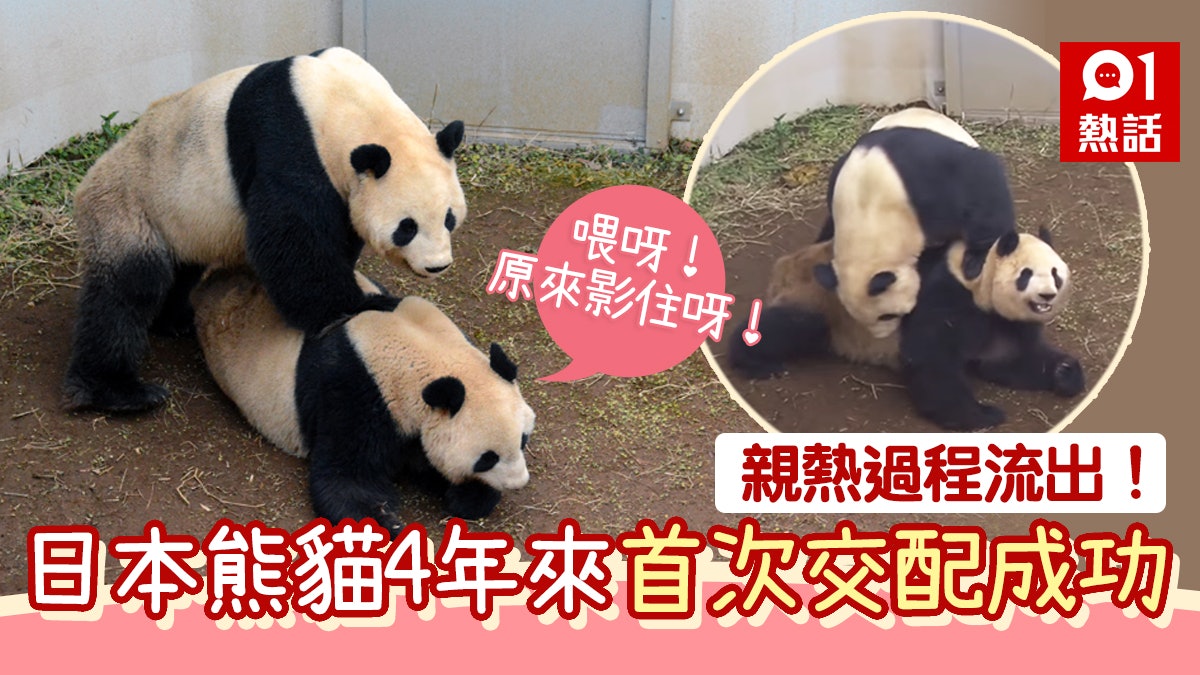 日本熊貓真真、力力4年來首次交配成功 「羞羞」親熱片段熱傳 日本熊貓真真、力力4年來首次交配成功 「羞羞」親熱片段熱傳