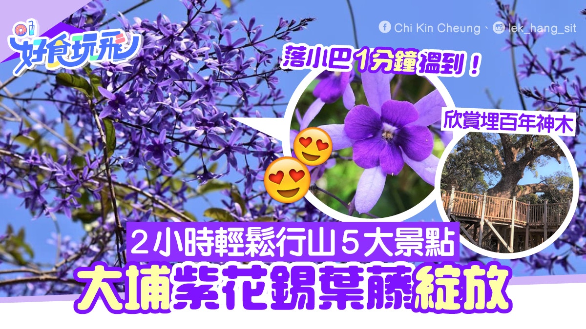 紫花藤大埔綻放小巴下車即找到 衞奕信徑新手行山5大打卡熱點 香港01 旅遊 紫花藤大埔綻放小巴下車即找到 衞奕信徑新手行山5大打卡熱點 香港01 旅遊